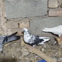 کبوتر کاشونی|پرنده|فرخشهر, |دیوار