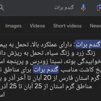 گندم بذری برات|عمدهفروشی|فیروزآباد (فارس), |دیوار