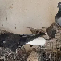 کبوتر گمشده