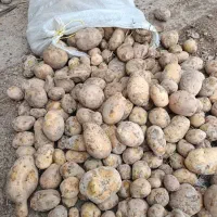فروش ۲۰ تن سیب زمینی جلی خوراکی