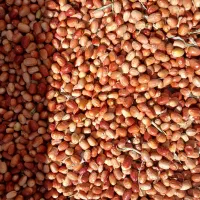 سنجد