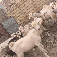 بز و کره درجه یک|حیوانات مزرعه|میبد, |دیوار