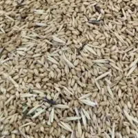 گندم  واسه دام و80کیلو جو