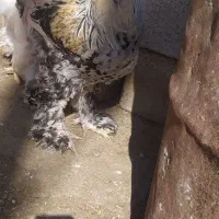 مرغ و خروس مرندی ریشو گپی|حیوانات مزرعه|روانسر, |دیوار