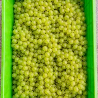 سبد