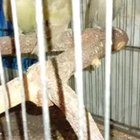 طوطی برزیلی