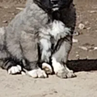 واگذاری توله سگ سرابی ماده