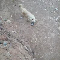 پلاک به شماره گم کردم