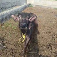 گاومیش ماده