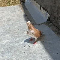 این ماده شازده زرد رو گم کردم