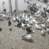 فروش ۱۴۰ تا کبوتر پرشی و خوب یکجا