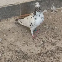 5کبوتر|پرنده|شادگان, |دیوار
