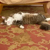 واگذاری رایگان گربهdlh