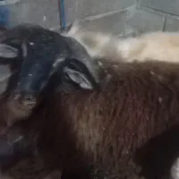 ۲عددگوسفندنرموجود۲عددگوسفندبابره