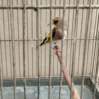 سهره داغسر رسمی دورگ کرمانی|پرنده|ری, شهید غیوری (ابن باویه)|دیوار