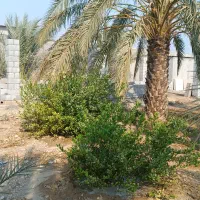 فروش باغ|فروش خانه و ویلا|چغادک, |دیوار