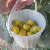 انجیر