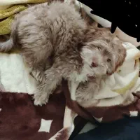 واگذاری سگ شیتزو