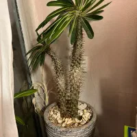 گل با گلدان کاکتوس سایزهای متفاوت زیر قیمت فوری