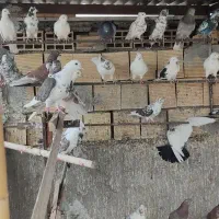 50عدد کبوتر خوش خال