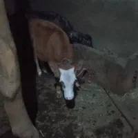 گاو|حیوانات مزرعه|مهربان, |دیوار