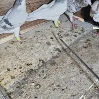 کبود تر رنگی|پرنده|تاکستان, |دیوار