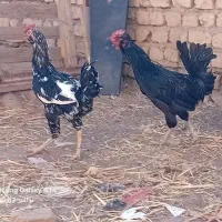 خروس گلین قوغاز سفید نر