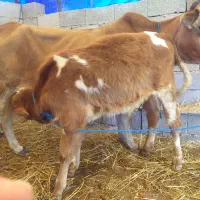 گاو با گوساله نر سیمینتال|حیوانات مزرعه|ماسال, |دیوار