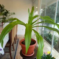 گل پاندانوس وشمشاد