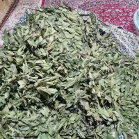 فروش برگ بو|خدمات باغبانی و درختکاری|چابکسر, |دیوار