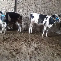 گوساله نر ۸ ماهه بهترین نژاد سرحال