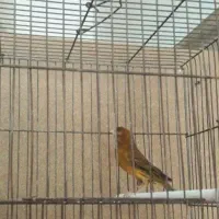 قناری|پرنده|هشتگرد, شهرک پامچال|دیوار