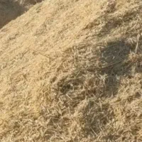 فروش کاه ریز گندم سارال قیمت هر کیلو ۸ هزار تومان