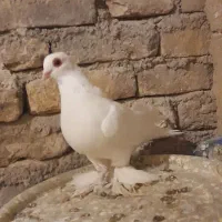 کبوتر لوتی|پرنده|باسمنج, |دیوار