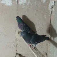 سه جفت کفتر کبوتر پرشی مایه|پرنده|هشتگرد, هشتگرد قدیم|دیوار
