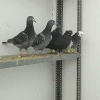 رنگه|پرنده|تربت جام, مسکن مهر|دیوار