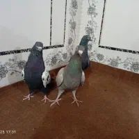 کبوتر|پرنده|زابل, |دیوار