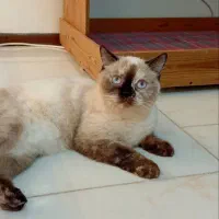 واگذاری اسکاتیش ماده