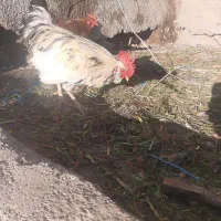 مرغو خروس گلین