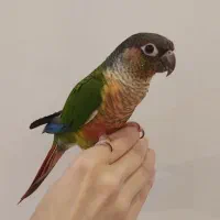 گرینچیک یلوساید ردفکتور دستی