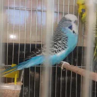 مرغ عشق انگلیسی|پرنده|تهران, سهروردی|دیوار