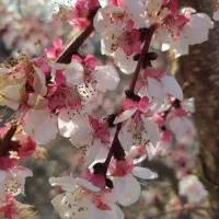 باغچه 650 متری ماهدشت فروش فوری