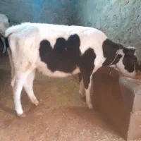 گوساله ماده