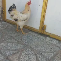 خروس جوان