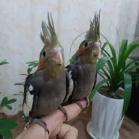 عروس هلندی جفت