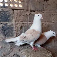 نرمادهپشت
