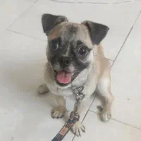 سگ نژاد پاگ و شیواوا