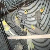 عروس هلندی نر و ماده|پرنده|زاهدان, |دیوار