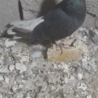 کبوتر اشعل|پرنده|اهواز, زرگان|دیوار