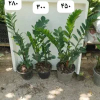 دیفن|گل و گیاه طبیعی|بوشهر, |دیوار